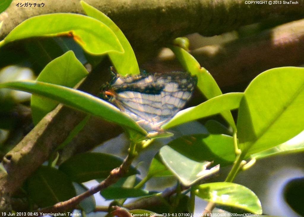 �C�V�K�P�`���E