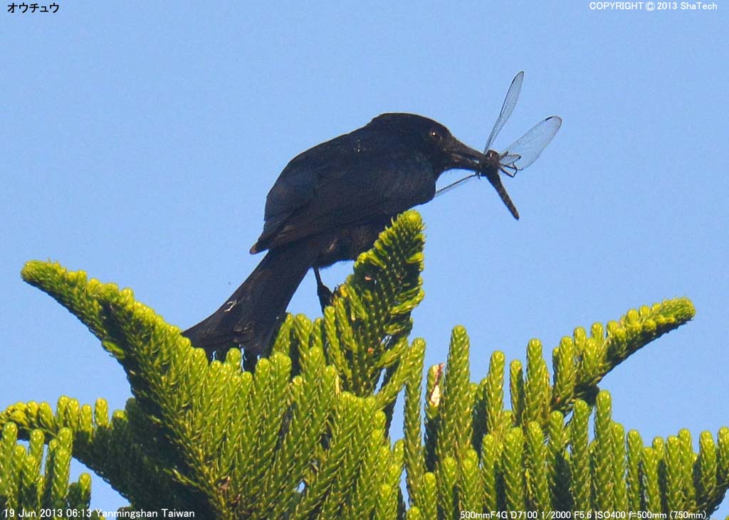 �I�E�`���E