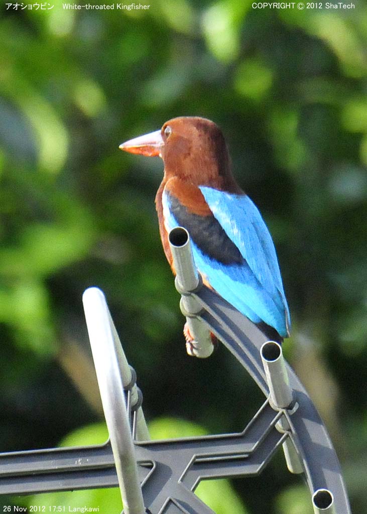 �A�I�V���E�r��