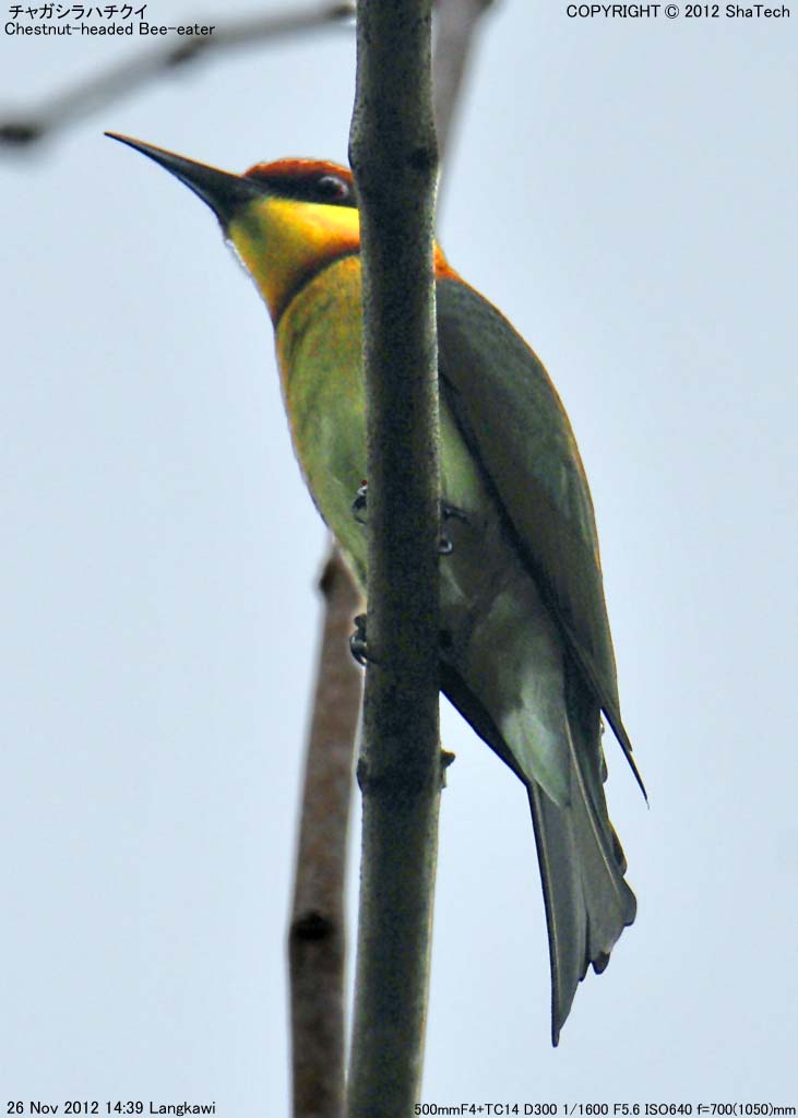 �`���K�V���n�`�N�C