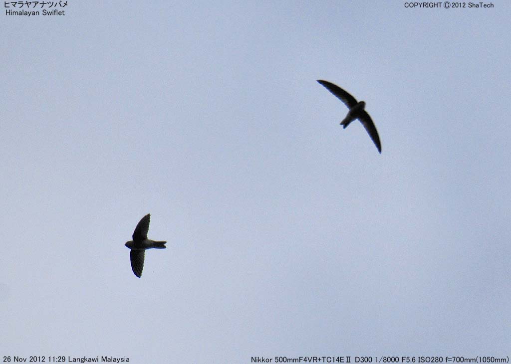 �q�}�����A�i�c�o��