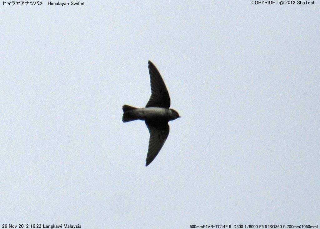 �q�}�����A�i�c�o��