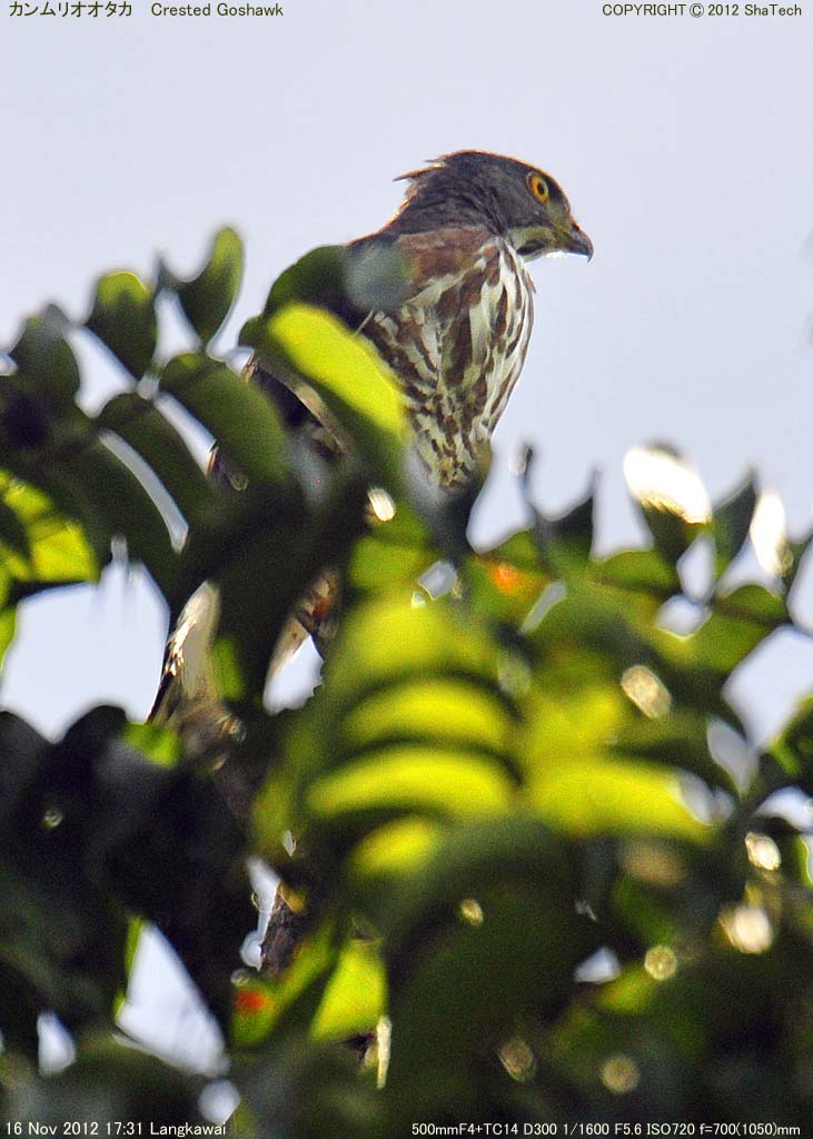 �J�������I�I�^�J