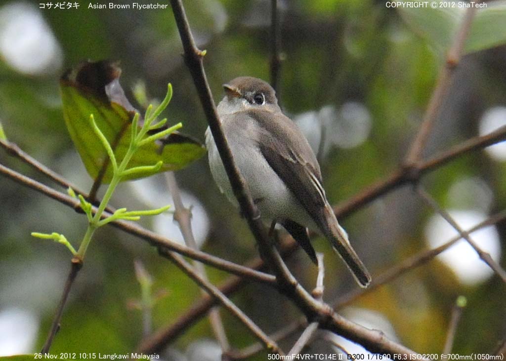 �R�T���r�^�L