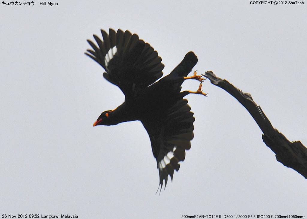 �L���E�J���`���E