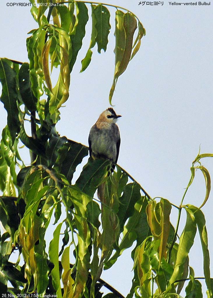 ���O���q���h��