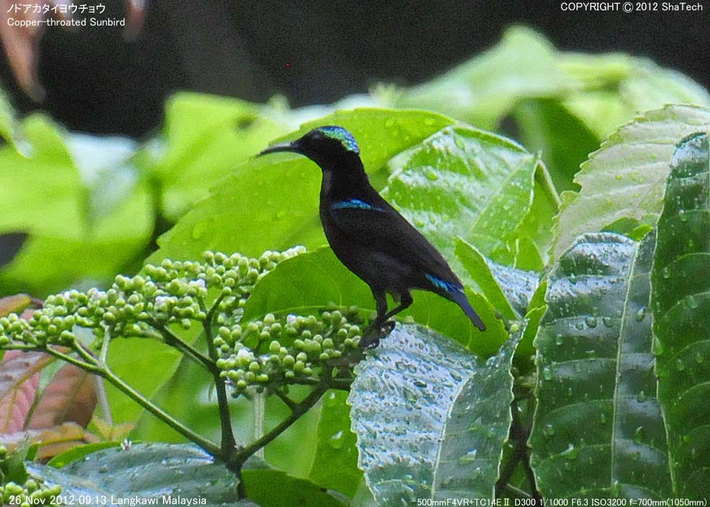 �m�h�A�J�^�C���E�`���E