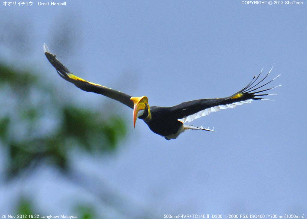 �I�I�T�C�`���E