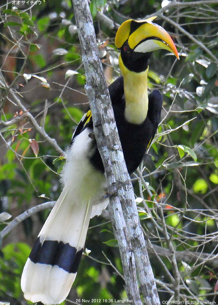 �I�I�T�C�`���E