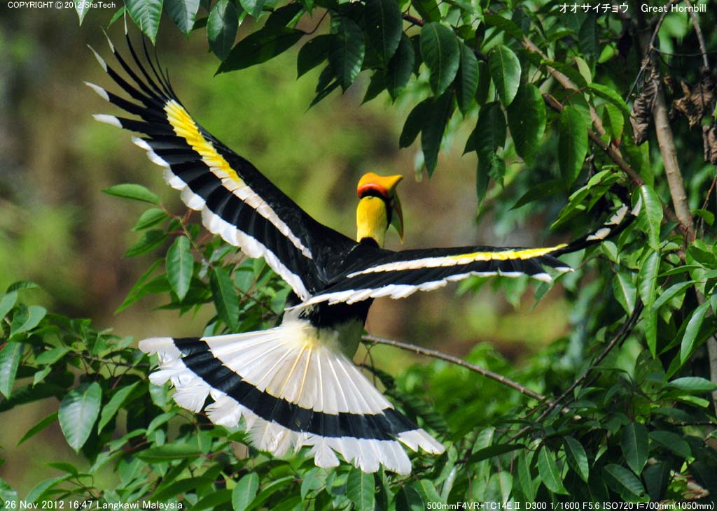 �I�I�T�C�`���E