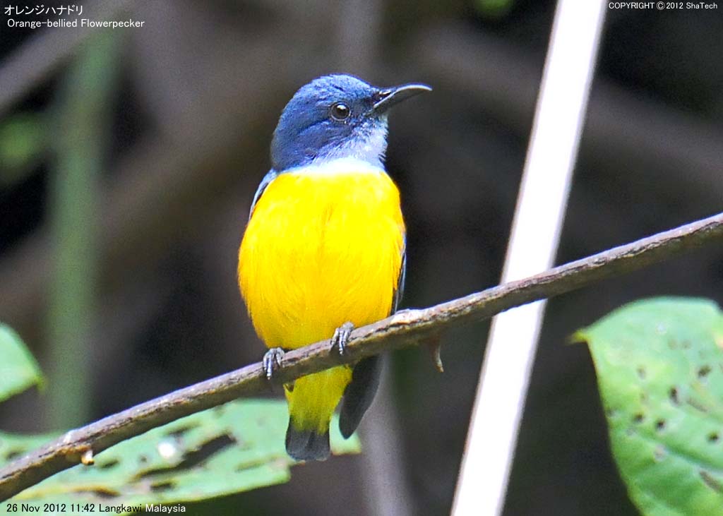 �I�����W�n�i�h��