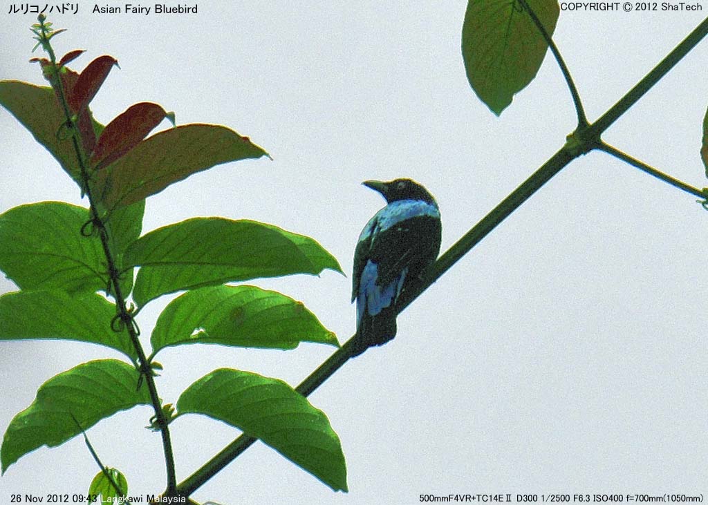 �����R�m�n�h��