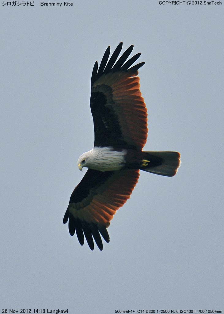 �V���K�V���g�r