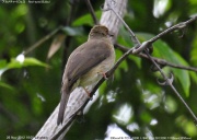 �A�J���`���C���q��