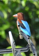 �A�I�V���E�r��