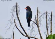 �u�b�|�E�\�E