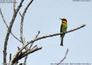 �`���K�V���n�`�N�C