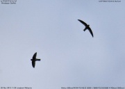 �q�}�����A�i�c�o��