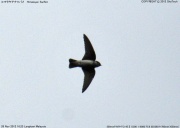 �q�}�����A�i�c�o��