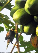 �J�o�C���n�b�J