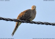 �J�m�R�o�g