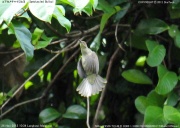 �R�A�J���`���C���q��