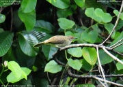 �R�A�J���`���C���q��