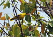 �R�E���C�E�O�C�X