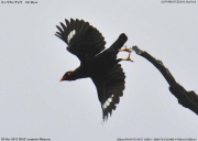 �L���E�J���`���E