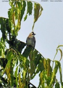 ���O���q���h��