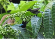 �m�h�A�J�^�C���E�`���E