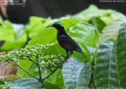 �m�h�A�J�^�C���E�`���E