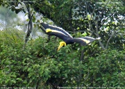 �I�I�T�C�`���E