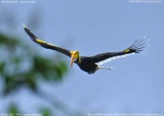 �I�I�T�C�`���E