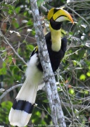 �I�I�T�C�`���E