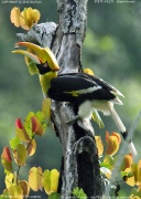 �I�I�T�C�`���E