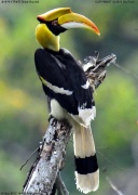 �I�I�T�C�`���E