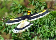 �I�I�T�C�`���E