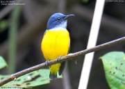 �I�����W�n�i�h��