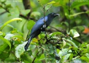 �I�E�`���E�J�b�R�E