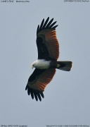 �V���K�V���g�r