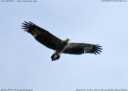 �V���n���E�~���V