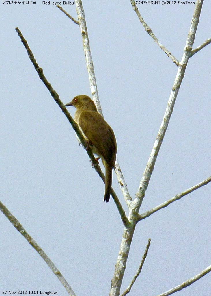 �A�J���`���C���q��