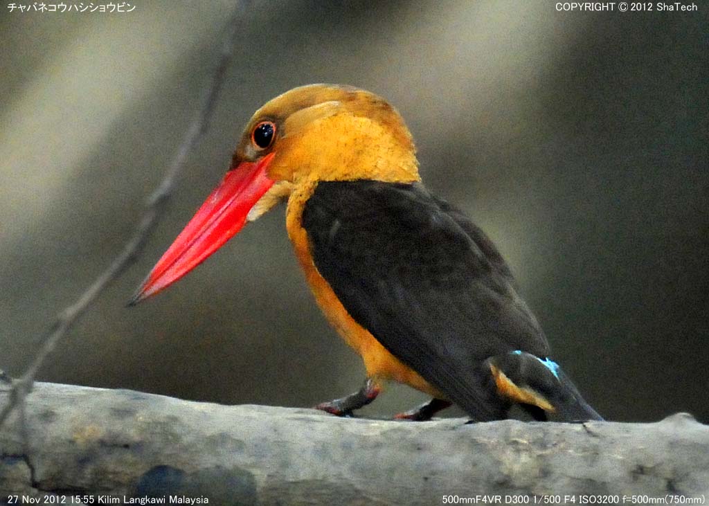 �`���o�l�R�E�n�V�V���E�r��