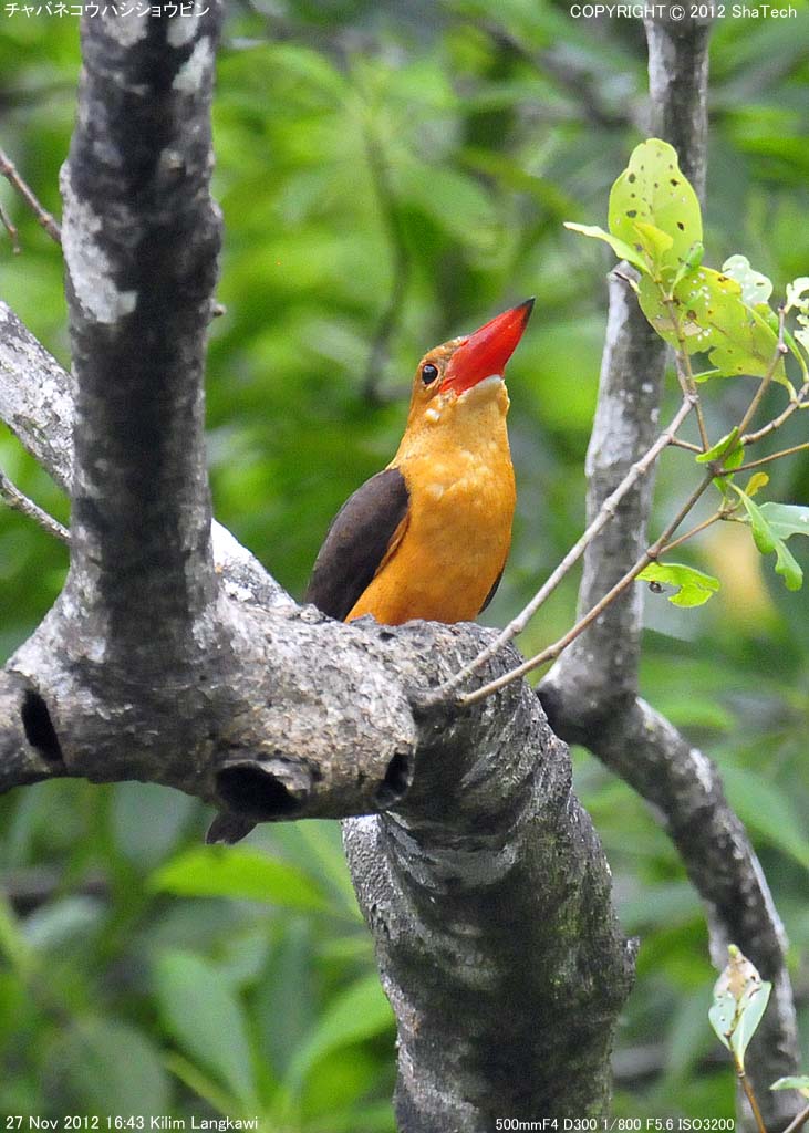 �`���o�l�R�E�n�V�V���E�r��