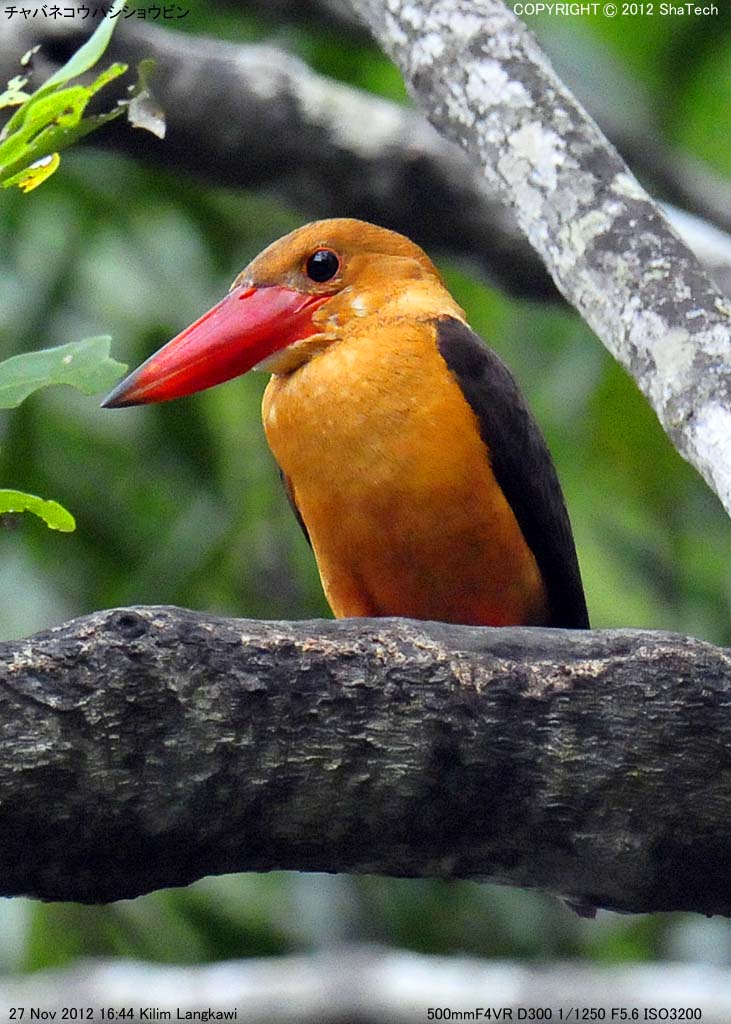 �`���o�l�R�E�n�V�V���E�r��