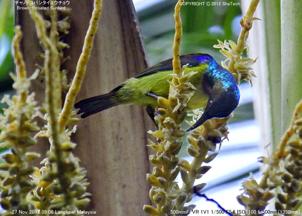 �`���m�h�R�o�V�^�C���E�`���E