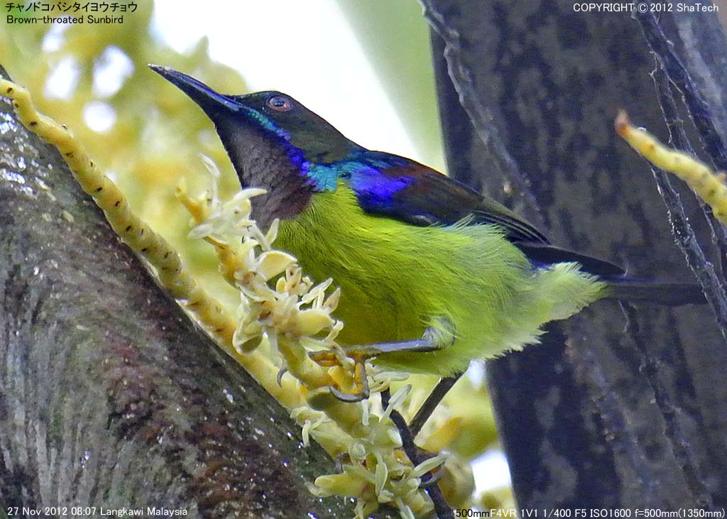 �`���m�h�R�o�V�^�C���E�`���E