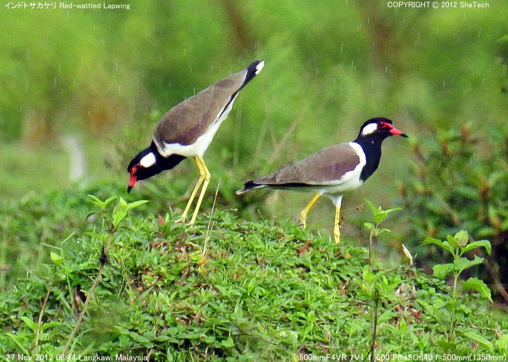 �C���h�g�T�J�Q��