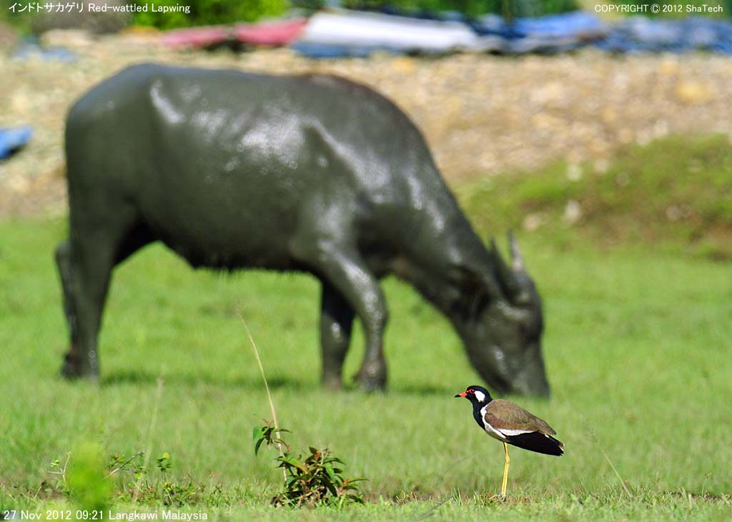 �C���h�g�T�J�Q��